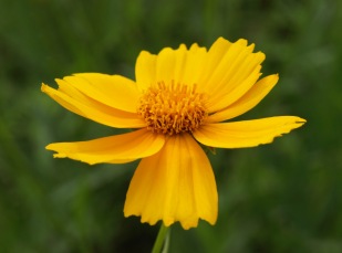 Coreopsis at Fenner Nature Center, June 2015