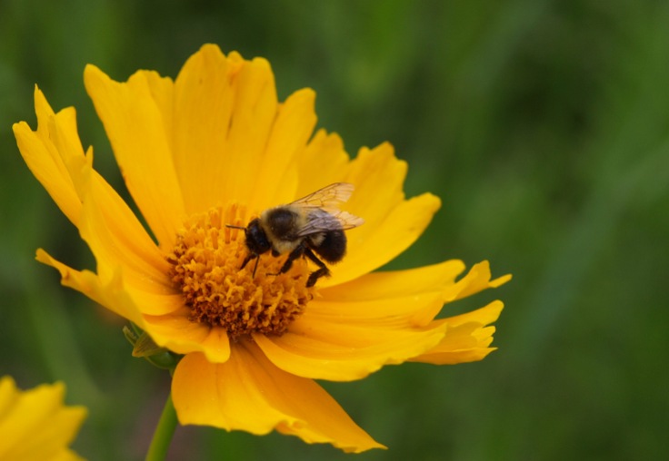 Bee on coreopsis at Fenner Nature Center, June 2015