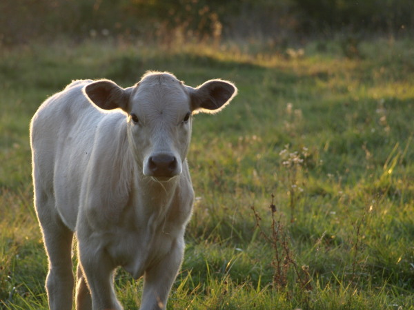 Calf in the Sunset