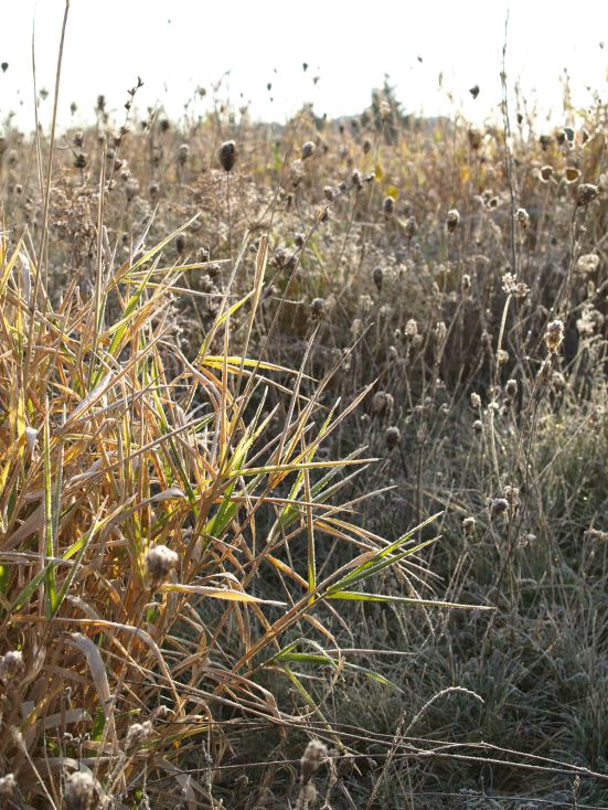 Frost-tinged grasses in the morning sunlight