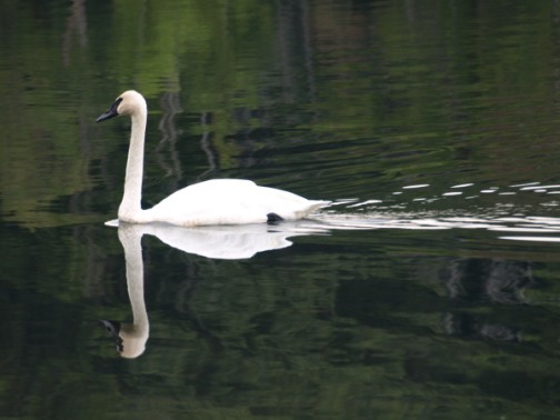 Swan at Camp Lael