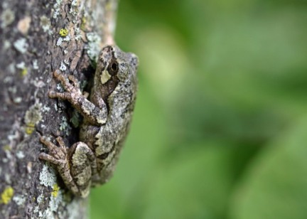Tree Frog, Kewadin, MI