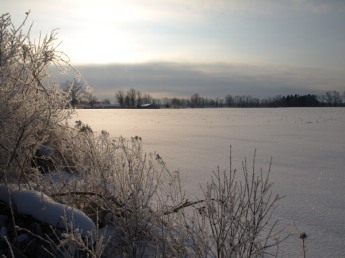 Winter Field on the way to Williamston
