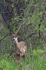Deer at Fenner Nature Center, Lansing, MI