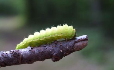 Luna moth caterpillar, Giant Pines trail, Tahquamenon Falls