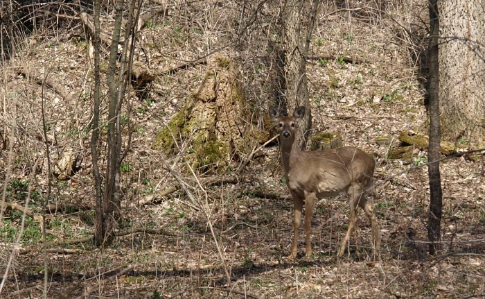 White-Tailed Deer at Fenner Nature Center