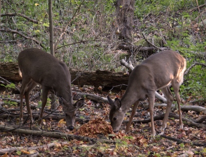 Deer at Fenner Nature Center, October 2015