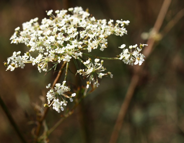 Queen Anne's Lace, Fenner Nature Center