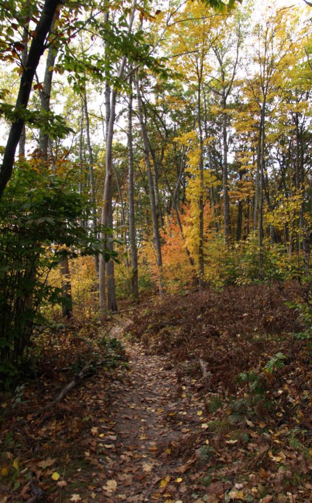North Country Trail, Manistee National Forest, Michigan, October 2016