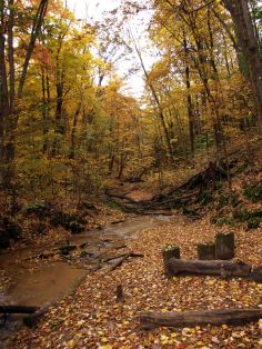 Eddington Creek, North Country Trail, Manistee National Forest, Michigan, October 2016