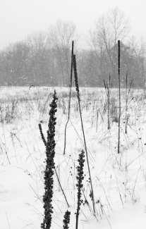 Snowy Day at Fenner Nature Center, December 2016