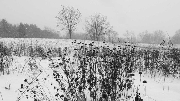 Snowy Day at Fenner Nature Center, December 2016